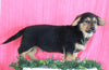 Welsh Corgi Mix For Sale Millersburg OH Male- Cummins
