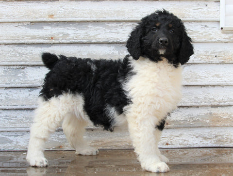 AKC Registered Standerd Poodle For Sale Millersburg OH Female-Missy