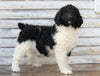 AKC Registered Standerd Poodle For Sale Millersburg OH Female-Missy