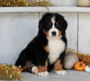 AKC Registered Bernese Moountain Dog For Sale Millersburg OH Female-Bonnie