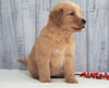 AKC Registered Golden Retriever For Sale Millersburg, OH Female- Addison