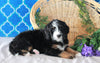 Bernedoodle For Sale Sugarcreek, OH Female- Gracie