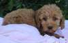 Mini Goldendoodle For Sale Millersburg OH Female-Petunia