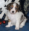 Cavapoo For Sale Millersburg OH Male-Kaleb