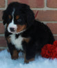 AKC Registered Bernese Mountain Dog For Sale Sugarcreek OH Male -Conner