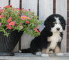 Mini Bernedoodle For Sale Sugarcreek OH Male-Boots