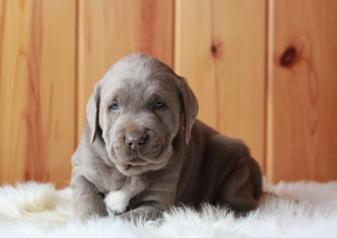 AKC Registered Silver Labrador Retriever For Sale Fredericksburg, OH Male- Blaze