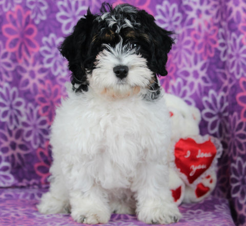 Cavapoo For Sale Millersburg OH Female-Katie CURRENTLY HOUSETRAINING