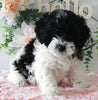 Cockapoo For Sale Holmesville OH Female-Callie