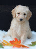 Medium F1B Labradoodle For Sale Millersburg OH Female-Hannah