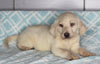 AKC Registered Labrador Retreiver For Sale Sugarcreek OH Male- Rocky
