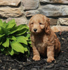Mini Goldendoodle For Sale Sugarcreek OH Female-Violet