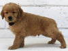 AKC Registered Golden Retriever For Sale Millersburg OH Male-Maverick