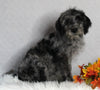 F1B Medium Labradoodle For Sale Millersburg OH Female-Fern