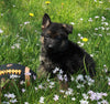 AKC Registered German Shepherd For Sale Millersburg OH Male-Tyler
