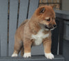 AKC Registered Shiba Inu For Sale Millersburg, OH Female- Debbie