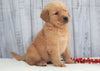 AKC Registered Golden Retriever For Sale Millersburg, OH Female- Addison