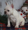 AKC Registered French Bulldog For Sale Millersburg OH Male-Winston