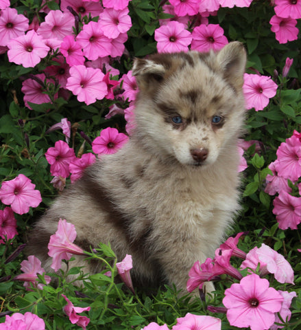 Pomsky For Sale Holmesville OH Male-Link