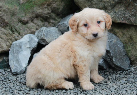 Mini Goldendoodle For Sale Millersburg, OH Female- Misty