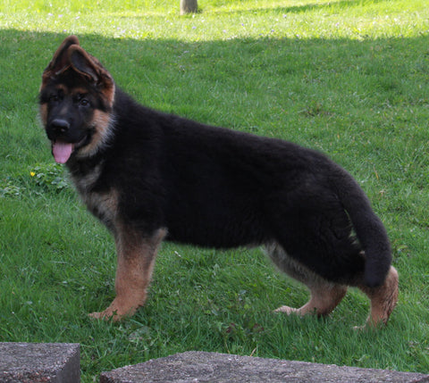 AKC Registered German Shepherd For Sale Millersburg, OH Male- Kordell