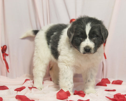 AKC Registered Newfoundland For Sale Millersburg OH Female-Kelly