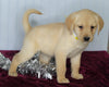 Labrador Retriever Mix For Sale Fredericksburg OH Female-Cleo