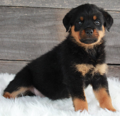 ACK Registered Rottweiler For Sale Applecreek OH -Male Miles