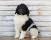 AKC Registered Standerd Poodle For Sale Millersburg OH Female-Missy