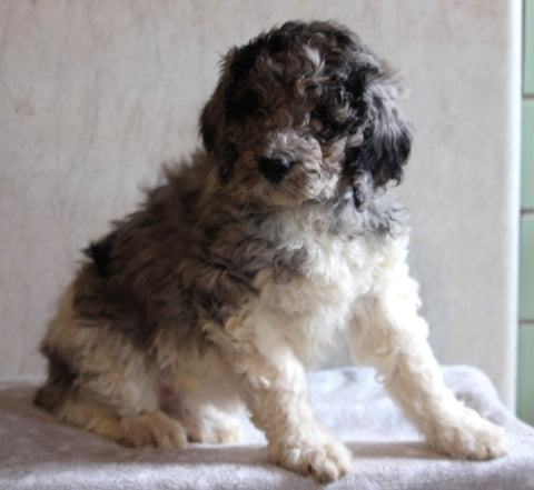 AKC Registered Standard Poodle For Sale Millersburg OH Female-Cammi