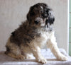 AKC Registered Standard Poodle For Sale Millersburg OH Female-Cammi