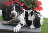 AKC Registered Great Dane For Sale Apple Creek OH Male-Jasper