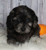 F1B Cavapoo For Sale Sugarcreek OH Male-Miles