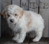 AKC Registered Moyen Poodle For Sale Wooster OH Male- Frankie