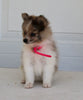 Pomeranian For Sale Fredericksburg OH Female-Destiny