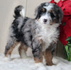 Mini Bernedoodle For Sale Millersburg OH Female-Loretta