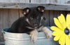ACA Registered German Shepherd For Sale Millersburg, OH Female- Allie