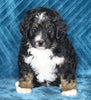 Mini Bernedoodle For Sale Dundee OH Male-Asher