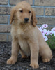 AKC Registered Golden Retriever For Sale Millersburg OH Female-Sally