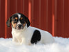 Jack Russell Terrier For Sale Fredericksburg, OH Female- Grace