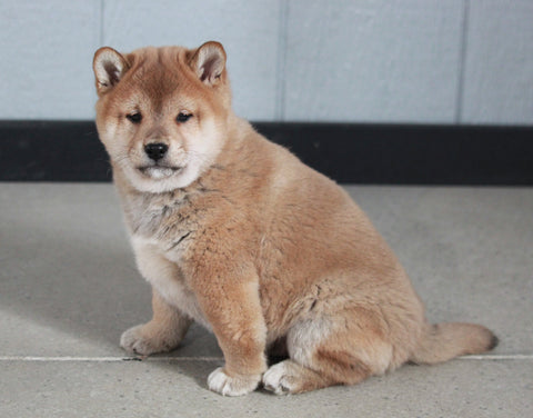AKC Registered Shiba Inu For Sale Millersburg, OH Male- Benson