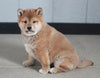AKC Registered Shiba Inu For Sale Millersburg, OH Male- Benson
