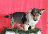 German Shepherd Mix For Sale Millersburg, OH Male- Damaris