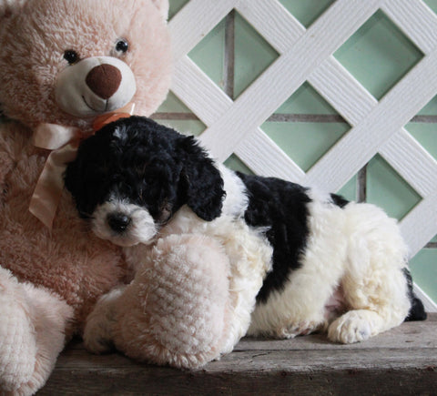 AKC Registered Standerd Poodle For Sale Millersburg OH Male-Dakota