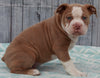 OIEBA Registered Olde English Bulldog For Sale Adamsville, OH Male- Beau