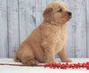 AKC Registered Golden Retriever For Sale Millersburg, OH Male- Evan