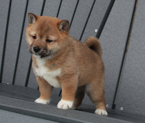 AKC Registered Shiba Inu For Sale Millersburg, OH Female- Debbie