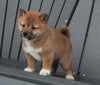 AKC Registered Shiba Inu For Sale Millersburg, OH Female- Debbie