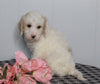 F1B Labradoodle For Sale Millersburg, OH Female- Bonnie
