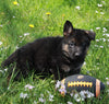 AKC Registered German Shepherd For Sale Millersburg OH Male-Tyler